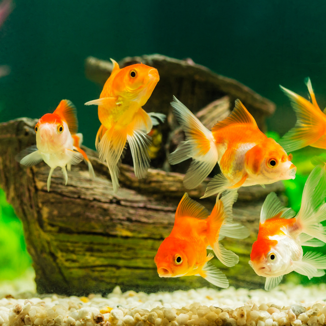 Litter &<br> Accessories