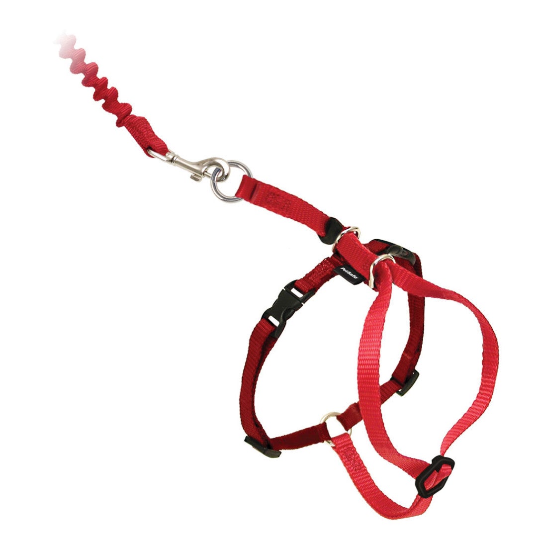 Leads & <br>Collar Harnesses