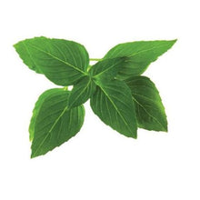 Load image into Gallery viewer, Click and Grow Thai Basil Refill for Smart Herb Garden - 3 Pack
