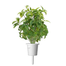 Load image into Gallery viewer, Click and Grow Thai Basil Refill for Smart Herb Garden - 3 Pack
