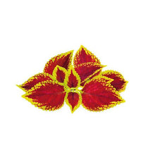 Load image into Gallery viewer, Click and Grow Painted Nettle Refill for Smart Herb Garden - 3 Pack
