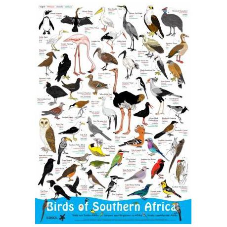Birds of Southern Africa Buy Online in Zimbabwe thedailysale.shop