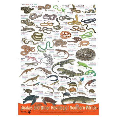 Snakes and other reptiles of Southern Africa Buy Online in Zimbabwe thedailysale.shop