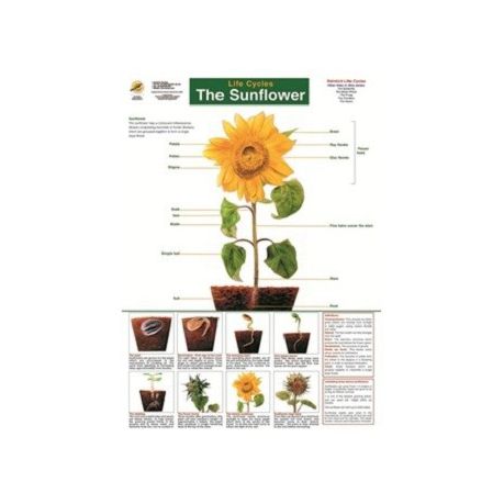 Life cycle: Sunflower Buy Online in Zimbabwe thedailysale.shop