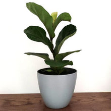 Load image into Gallery viewer, PH Garden - Plastic Plant Pot Cover Grey 19cm
