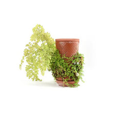 Load image into Gallery viewer, SIGMA Hydroponic Terracotta Planter
