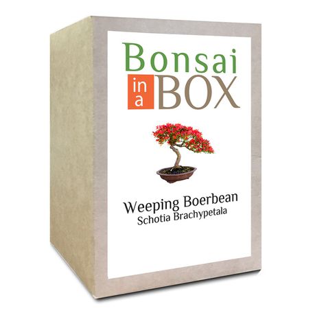 Bonsai in a Box - Weeping Boerbean Tree Buy Online in Zimbabwe thedailysale.shop