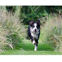 Load image into Gallery viewer, Husky Dog Food Smokey Joe Meaty Strips in Smokey Chicken (6 cans x 775g)

