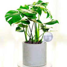 Load image into Gallery viewer, Self Watering Bulb - Value Pack (Transparent)
