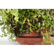 Load image into Gallery viewer, SIGMA Hydroponic Terracotta Planter
