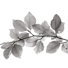 Load image into Gallery viewer, Birch Block 4 pce collage Leafy B&amp;W
