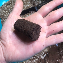 Load image into Gallery viewer, Jiffy Glue Plugs 30x50mm - Bucket of 30
