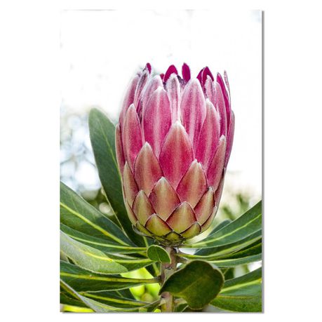 Large A1 size Canvas Print – Protea Buy Online in Zimbabwe thedailysale.shop