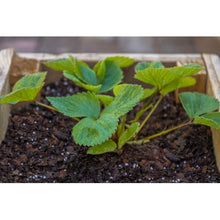 Load image into Gallery viewer, Growology Perlite 15L
