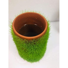 Load image into Gallery viewer, SIGMA Hydroponic Terracotta Planter
