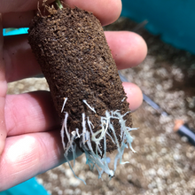 Load image into Gallery viewer, Jiffy Glue Plugs 30x50mm - Bucket of 30
