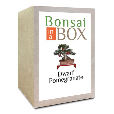 Bonsai in a Box - Dwarf Pomegranate Tree Buy Online in Zimbabwe thedailysale.shop