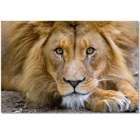 Large A1 size Canvas Print – Lion Buy Online in Zimbabwe thedailysale.shop