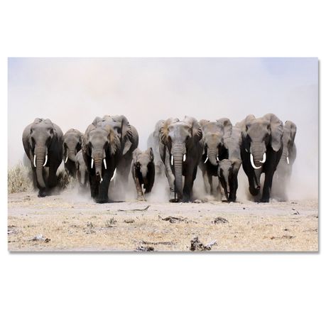 Large A1 size Canvas Print – Elephant Buy Online in Zimbabwe thedailysale.shop