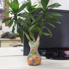 Load image into Gallery viewer, Garden Pebbles Stones Glow In The Dark
