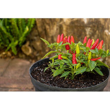 Load image into Gallery viewer, Growology Perlite 15L
