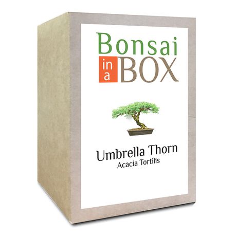 Bonsai in a Box - Umbrella Thorn Tree Buy Online in Zimbabwe thedailysale.shop