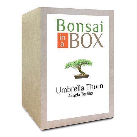 Bonsai in a Box - Umbrella Thorn Tree