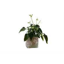 Load image into Gallery viewer, That's Sooo Pretty Fabric Flower Pot Sage/Grey Floral
