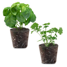 Load image into Gallery viewer, PLANT POD - Italian Herb Mix- Pack of 10 for Smart Garden
