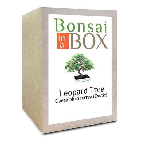 Bonsai in a Box - Leopard Tree Buy Online in Zimbabwe thedailysale.shop