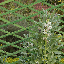 Load image into Gallery viewer, Expanding Trellis Green 900mm
